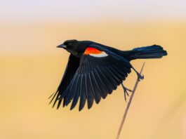 Зникнення птахів, що прискорюється, пов’язане з інтенсифікацією сільського господарства в США