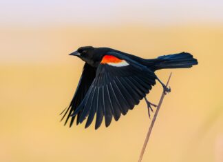 Зникнення птахів, що прискорюється, пов’язане з інтенсифікацією сільського господарства в США