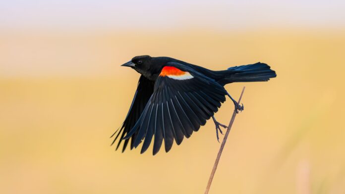 29b09487-4bb3-478e-8597-2dabeb52c183