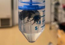 Королеви Джмелів Виживають Тижні Під Водою Під час Зимової Сплячки