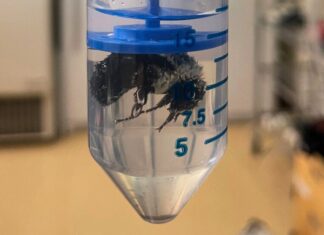 Королеви Джмелів Виживають Тижні Під Водою Під час Зимової Сплячки