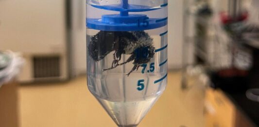 Королеви Джмелів Виживають Тижні Під Водою Під час Зимової Сплячки