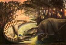 Підтверджено Атаку Тиранозавра: Скам’янілість Зняла Момент Хижництва