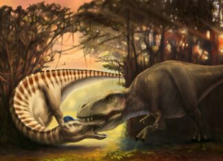 Підтверджено Атаку Тиранозавра: Скам’янілість Зняла Момент Хижництва