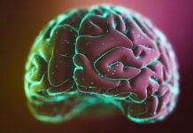 Вправи Безпосередньо Стимулюють Мозкову Активність, Пов’язану з Пам’яттю, Підтверджує Нове Дослідження