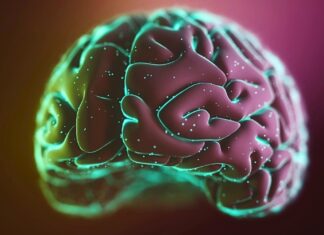 Вправи Безпосередньо Стимулюють Мозкову Активність, Пов’язану з Пам’яттю, Підтверджує Нове Дослідження