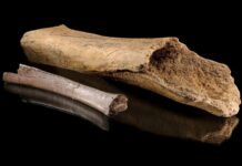 Chasse à l’homme de Néandertal confirmée : une boucherie d’éléphants vieille de 125 000 ans révèle des pratiques de chasse détaillées