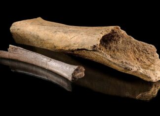 Perburuan Neanderthal Dikonfirmasi: Penjagalan Gajah Berusia 125.000 Tahun Mengungkapkan Praktik Berburu Secara Terperinci