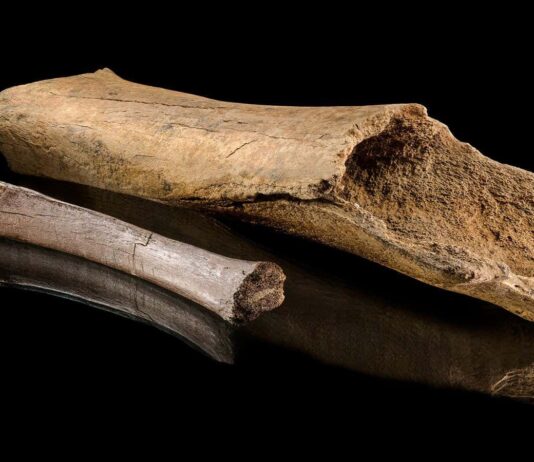 Полювання Неандертальців Підтверджено: Розробка 125 000-річного Слона Розкриває Детальні Методи Полювання