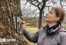 Порятунок тропічних лісів, що зникають, Великобританії: кампанія в Озерному краї