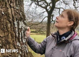 Порятунок тропічних лісів, що зникають, Великобританії: кампанія в Озерному краї