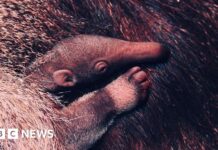 Блекпулський зоопарк святкує народження дитинчати гігантського мурахоїда, що перебуває під загрозою зникнення