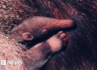 Блекпулський зоопарк святкує народження дитинчати гігантського мурахоїда, що перебуває під загрозою зникнення
