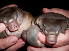 Дивність природи: 5 причин, з яких качконіс не піддається класифікації