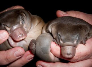 Дивність природи: 5 причин, з яких качконіс не піддається класифікації