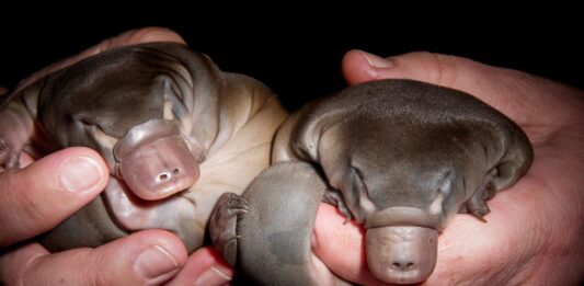 Дивність природи: 5 причин, з яких качконіс не піддається класифікації