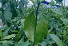 Tabákové rostliny jsou nyní upraveny tak, aby produkovaly pět psychedelických látek