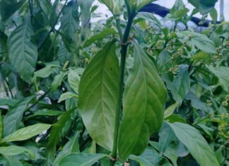 Тютюнові Рослини Тепер Модифіковані для Виробництва П’яти Психоделічних Речовин