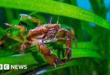 Sewage Pollution Is Devastating UK’s Underwater Forests