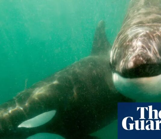 Orca menabrak mola-mola raksasa: Main-main, berkuasa, atau sekadar makan berantakan?