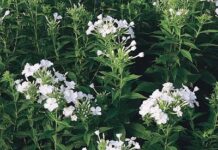 Чому рослини сімейства Polemoniaceae домінують у вашому саду та на луках з дикими квітами